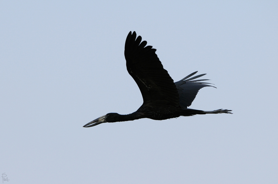 D300 DSC11685 NFF