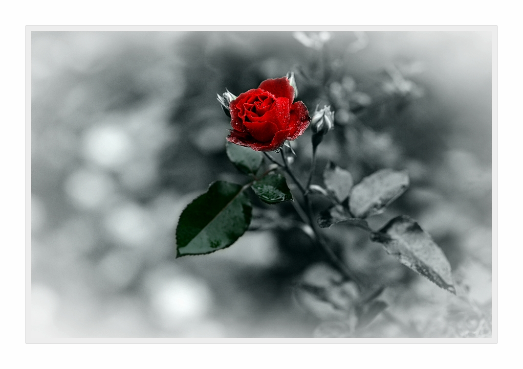 D3C 8255 nff