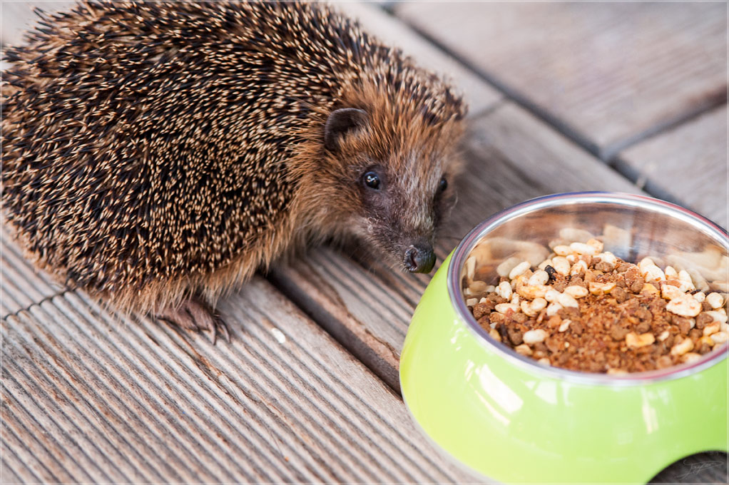 D3H 0136 web