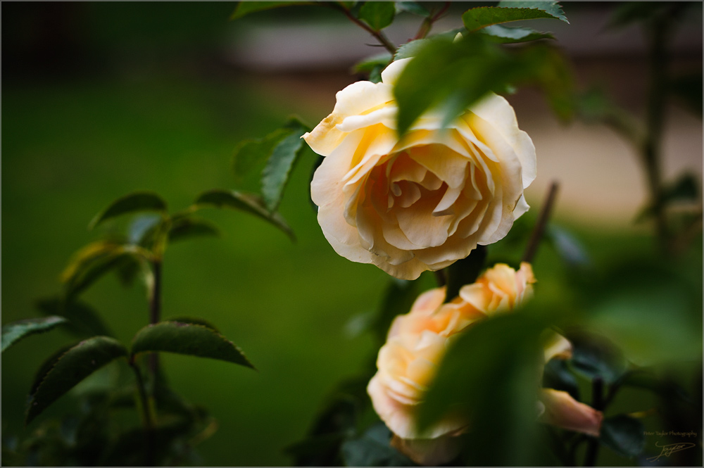 D3H 6908 web