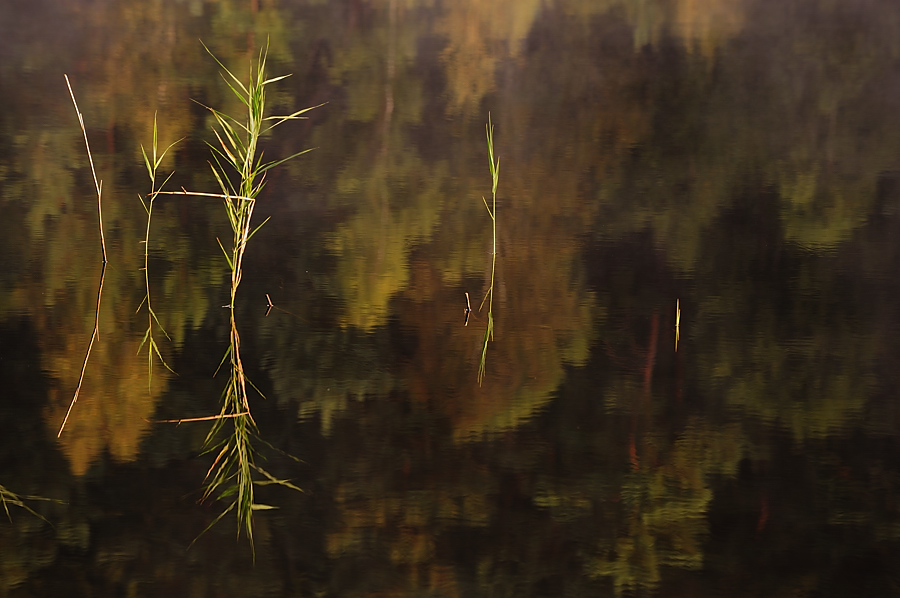 D3N0699xx