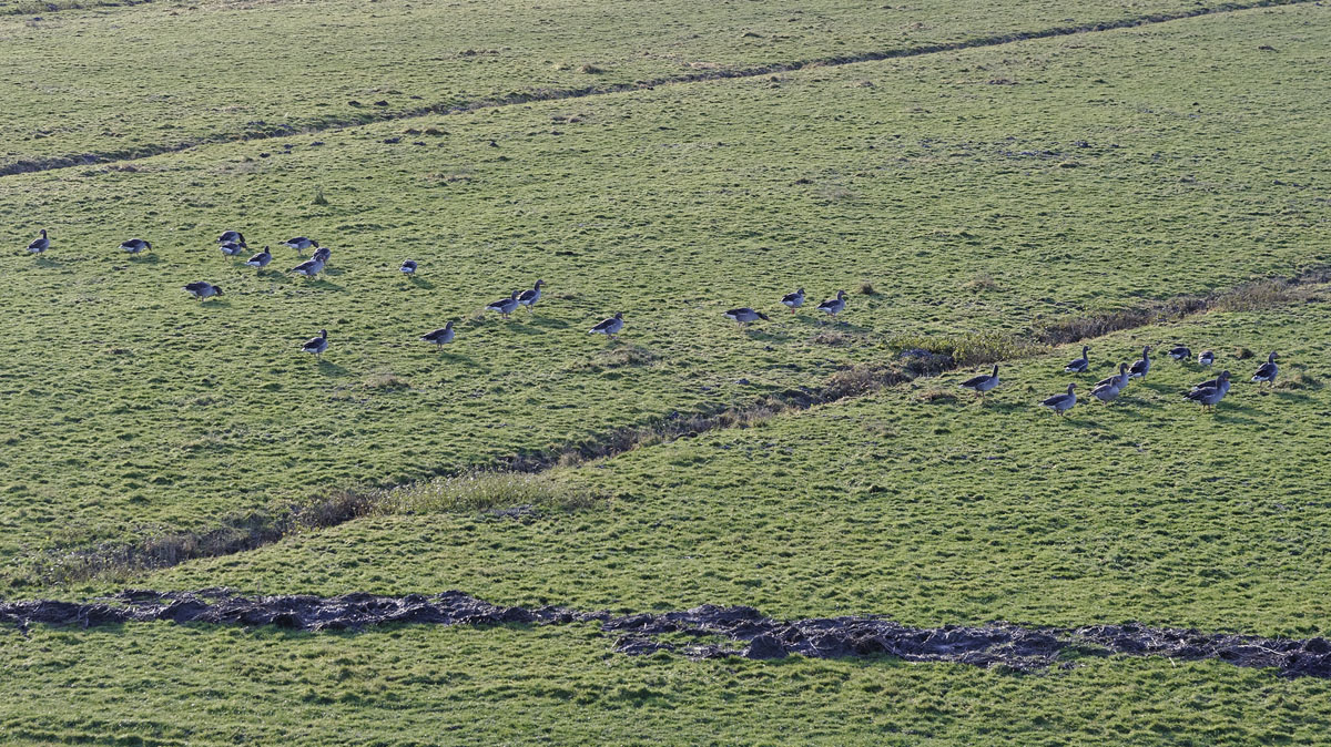 D3S9260P DxOxl