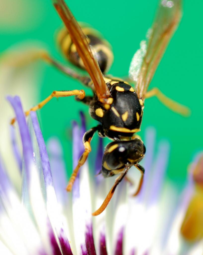 D40 + 90mm Tamron Macro
freihand