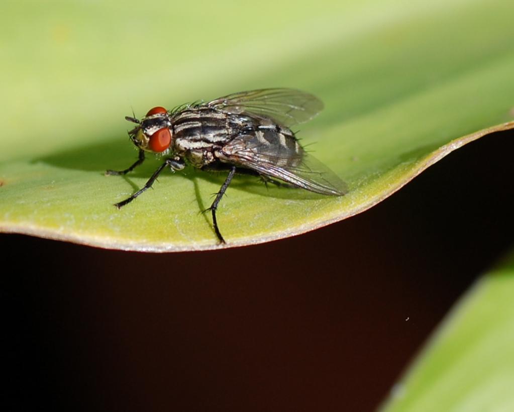 D40 + 90mm Tamron Macro
freihand