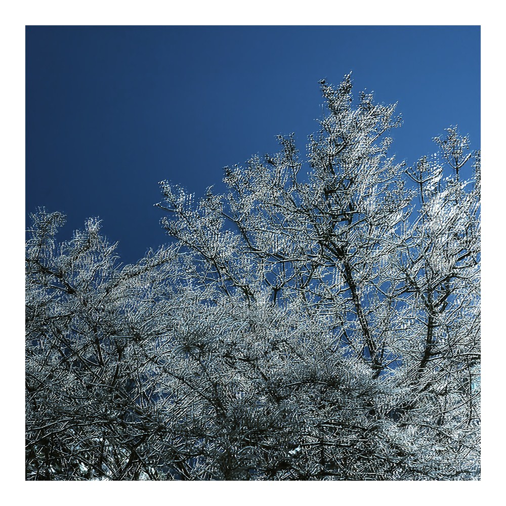 D4C 0615 nff