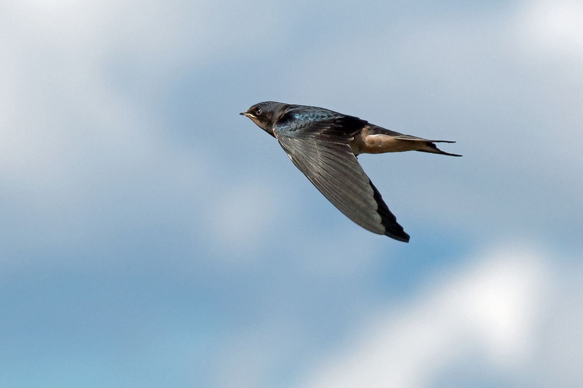 D50 0307 Vorbeiflug gegen Himmel 8 2016