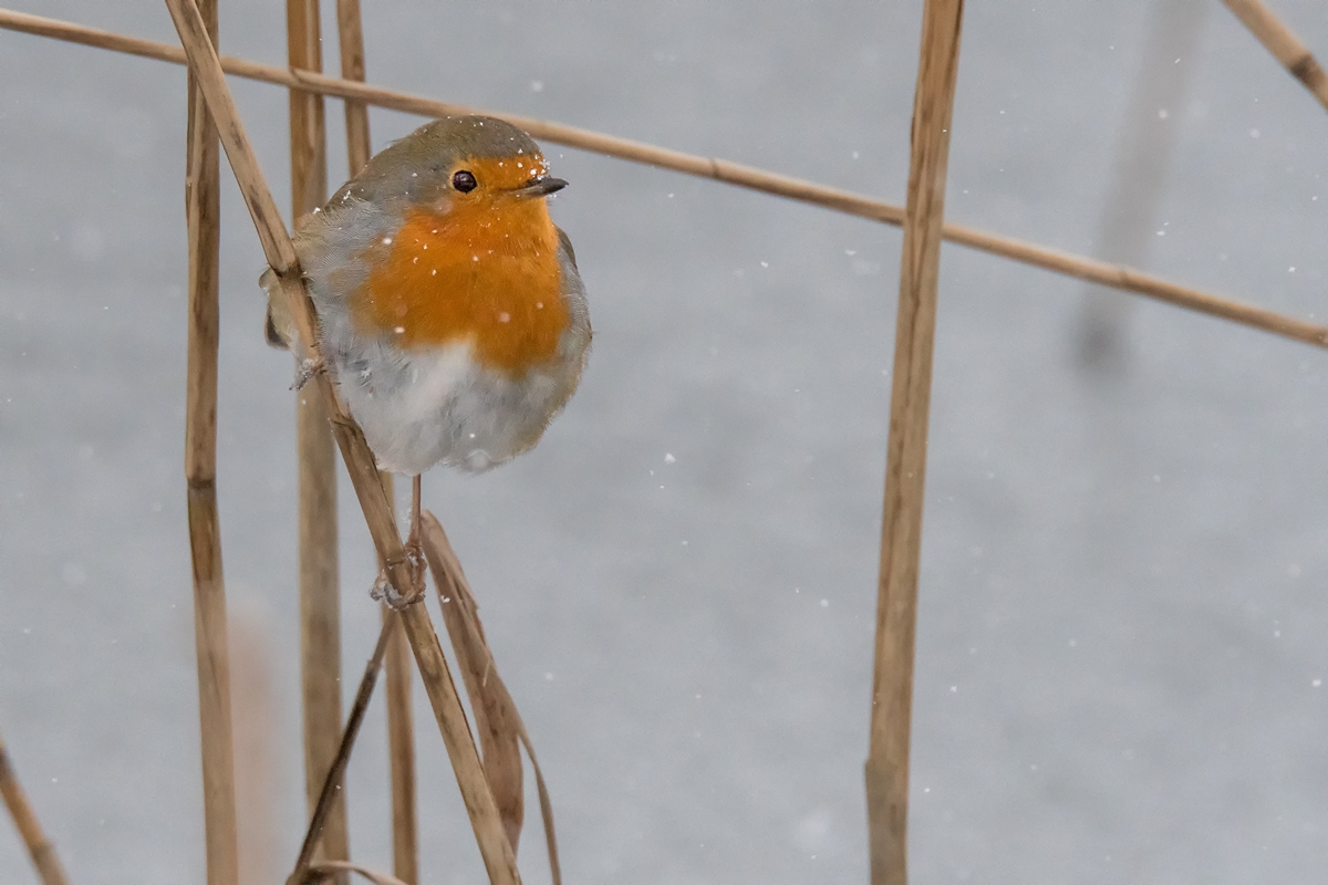 D50 0369 Schneekehlchen im Schilf IA 2 2018