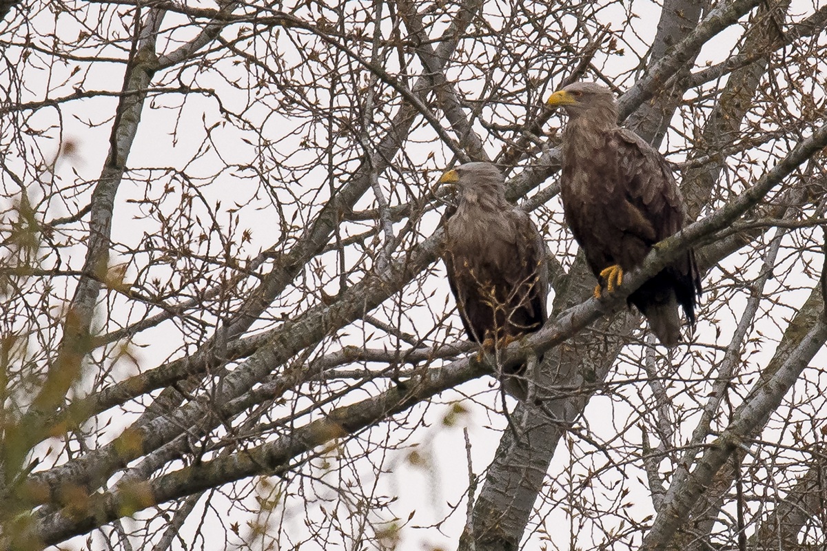 D50 0531 Gemeinsam stark bei Adlers IA 5 2017