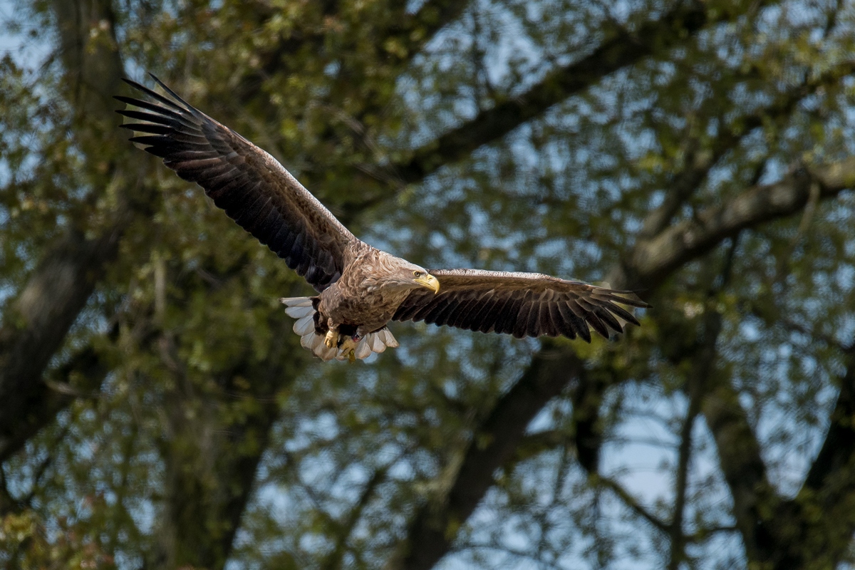 D50 0819 Adler IIA 5 2017