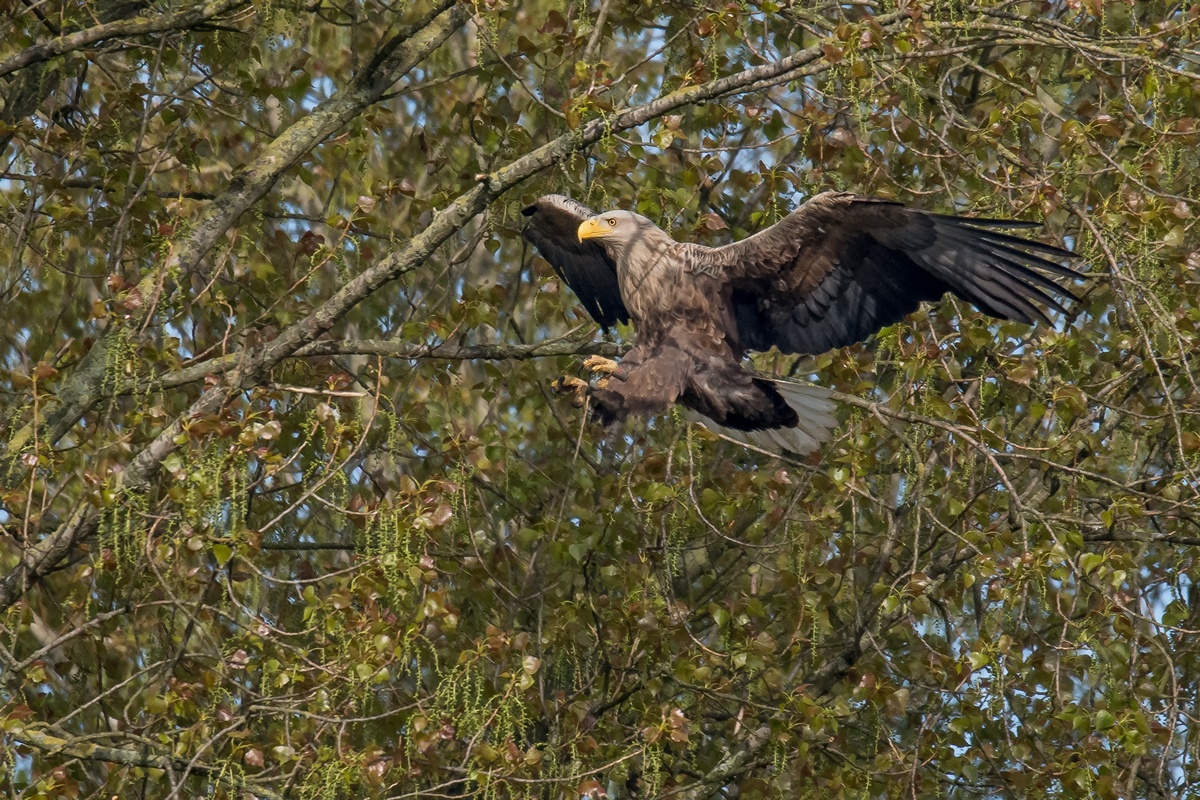 D50 0982 Adler kurz vor der Landung IA 5 2017