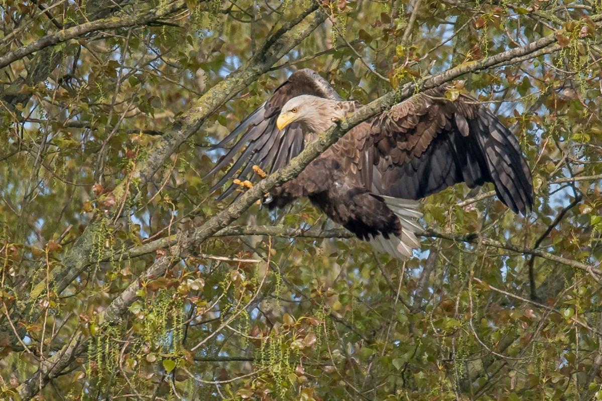 D50 0984 Seeadler im Anflug auf AnsitzIA 5 2017