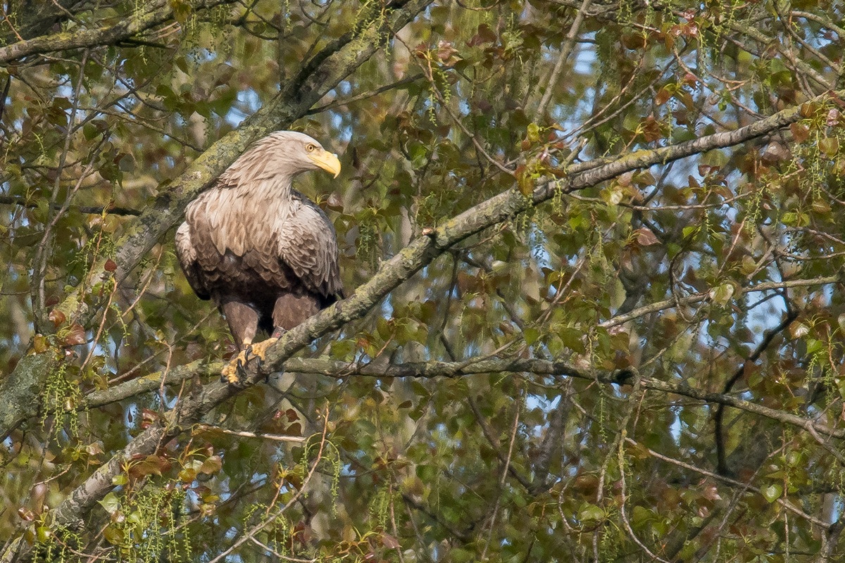 D50 0985 Kritischer SeitenblickIA 5 2017