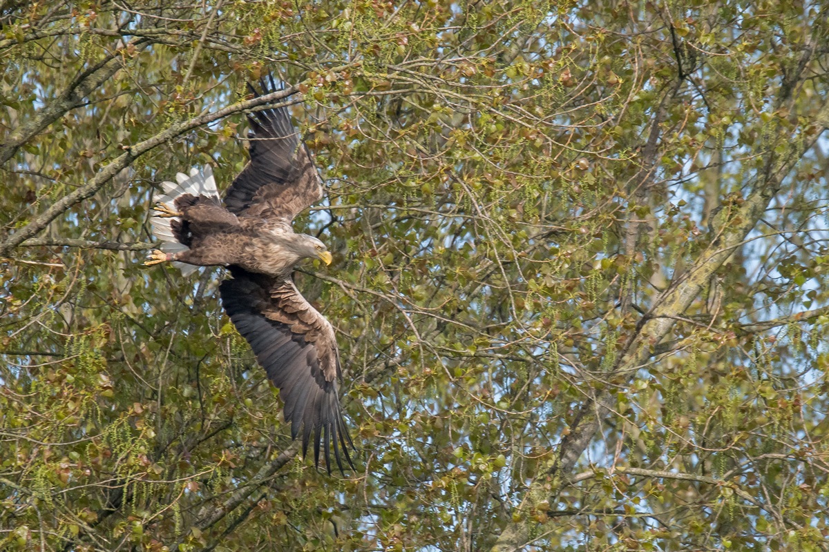 D50 1062 Adler fliegt davon IA 5 2017