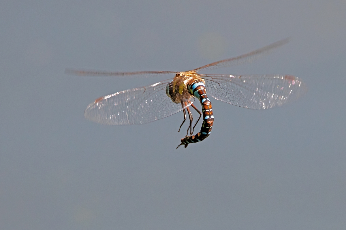 D50 1146 Krummrückenlibelle IC 8 2016