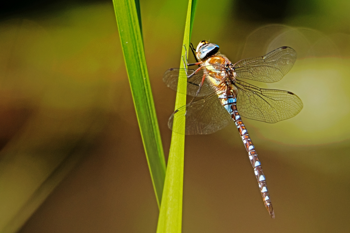 D50 1294 Libelle mit schönem Bokeh IIA 8 2016