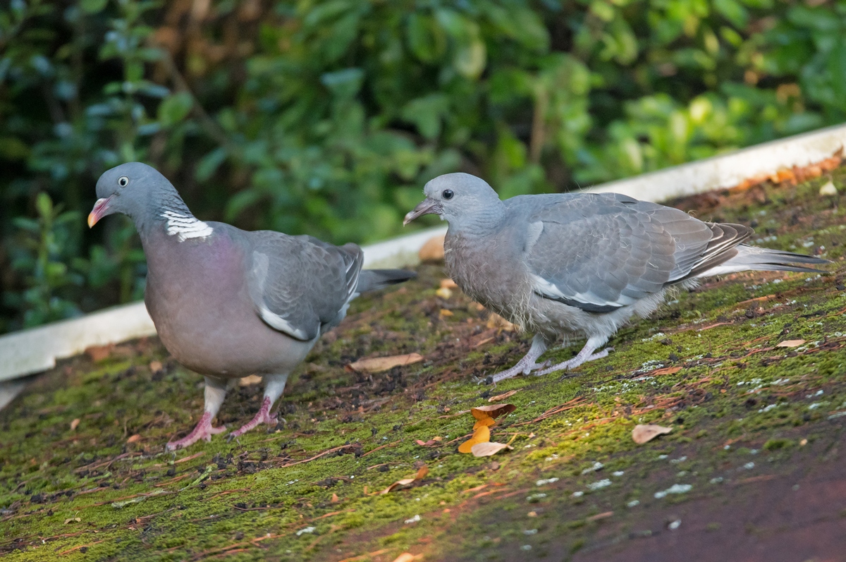 D50 1315 Altvogel mit NachwuchsIA 8 2016
