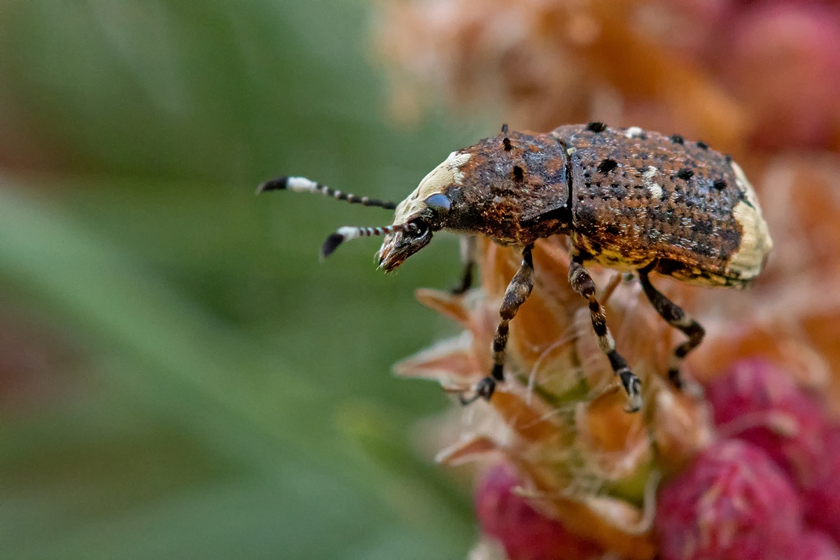 D50 1360 unbekannter Käfer IIA 5 2017