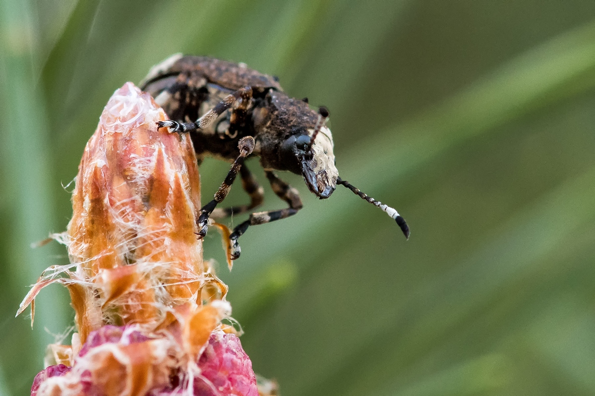 D50 1376 unbekannter Käfer IIIA 5 2017