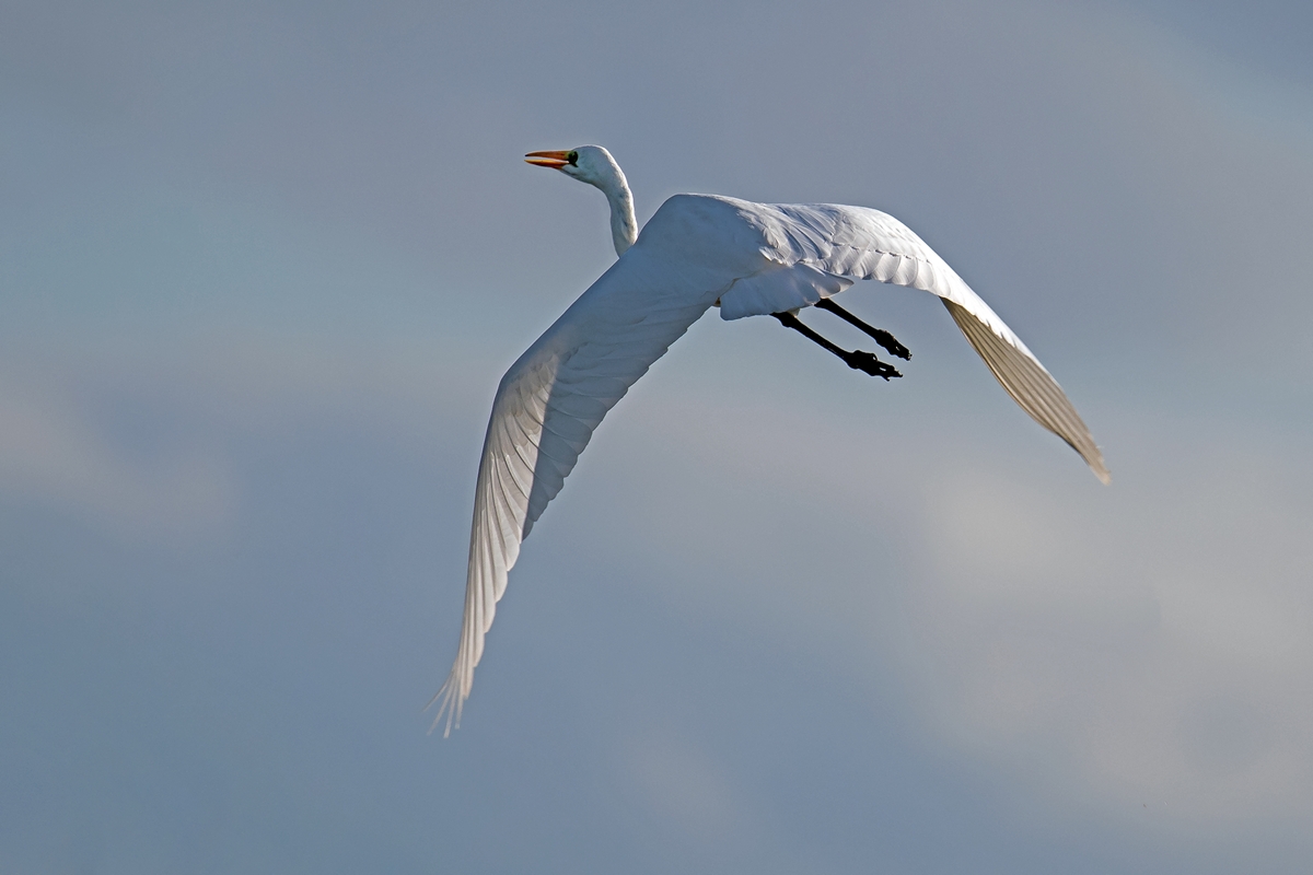D50 1481 weiße Schönheit im AbendlichtIA 8 2016