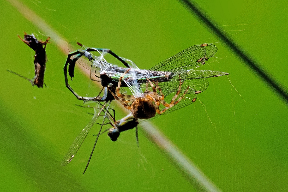 D50 1582 Spinne webt ihren Fang einII 8 2016