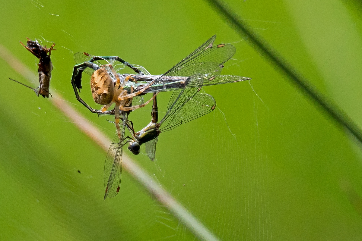 D50 1583_Spinne begutachtet ihre Beute_ 8_ 2016