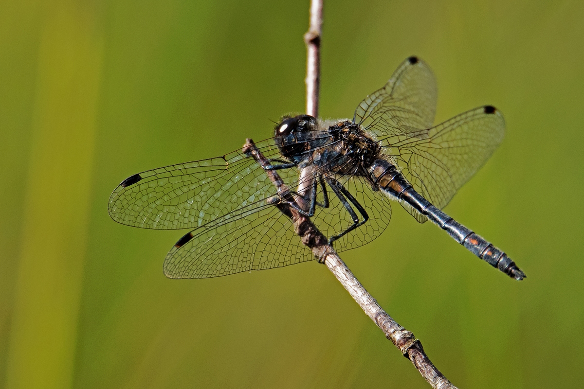 D50 1629 schwarze Heidelibelle IIA 8 2016
