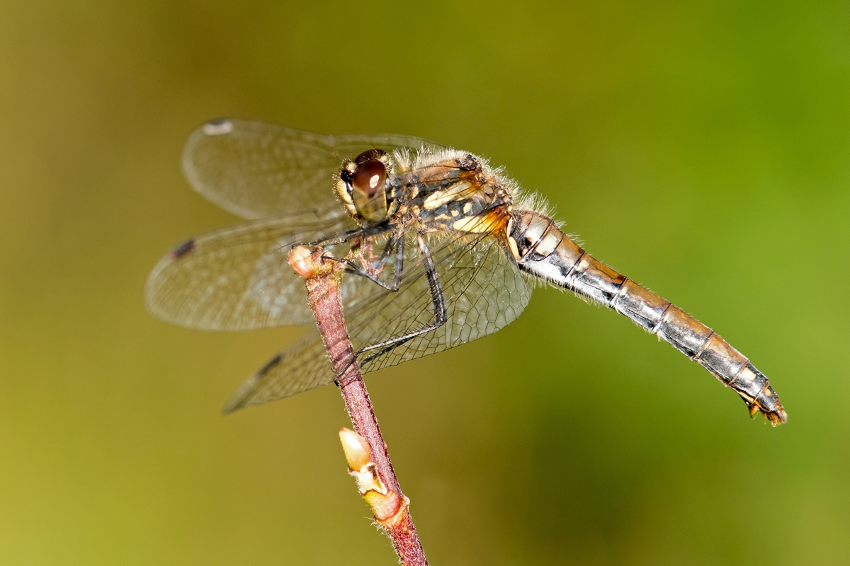 D50 1660 Heidelibelle im Profil II 8 2016