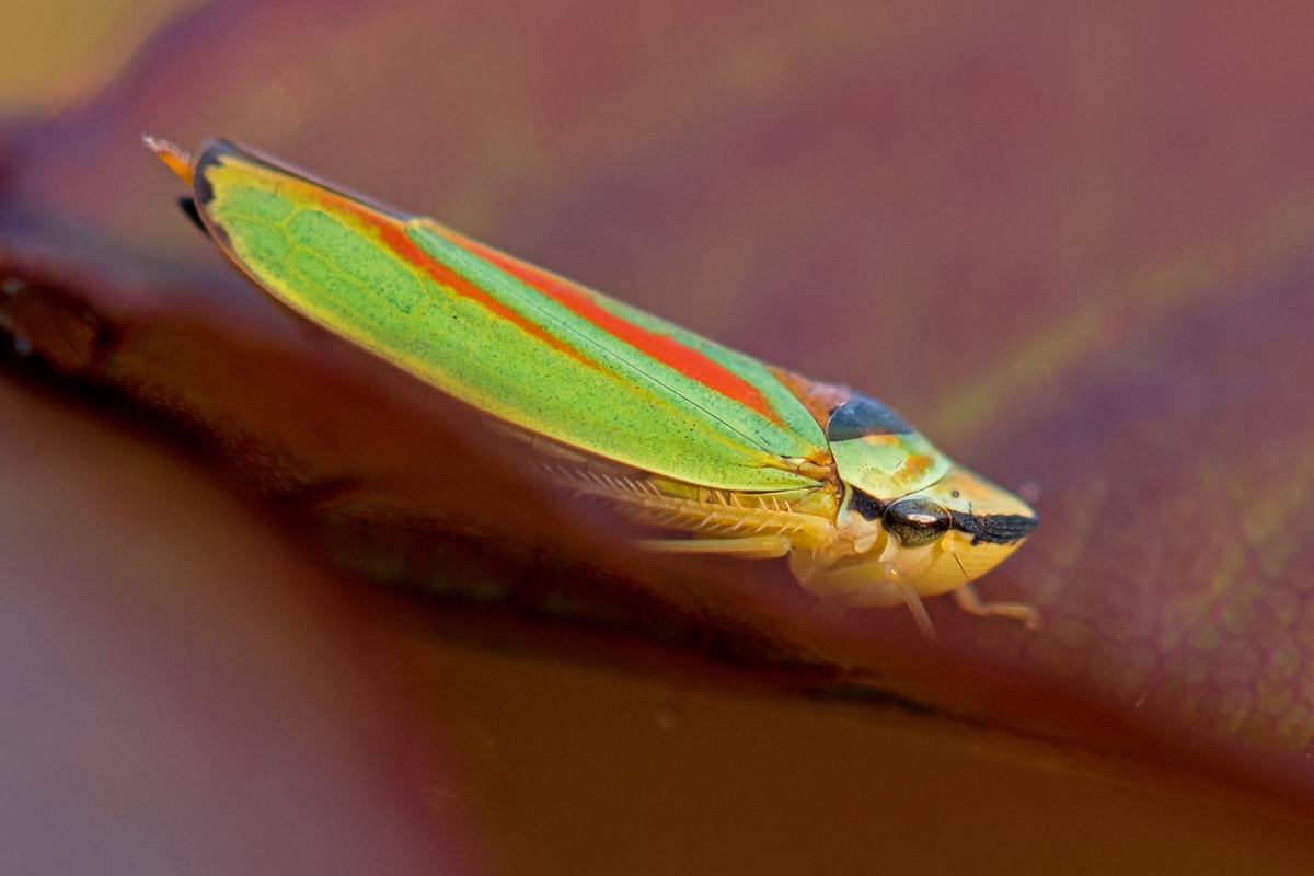 D50 1920 Rhododerdron ZikadeI 9 2016