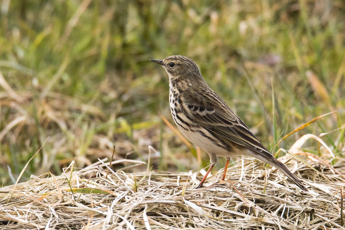 D50 1976 Wiesenpieper IA 2018