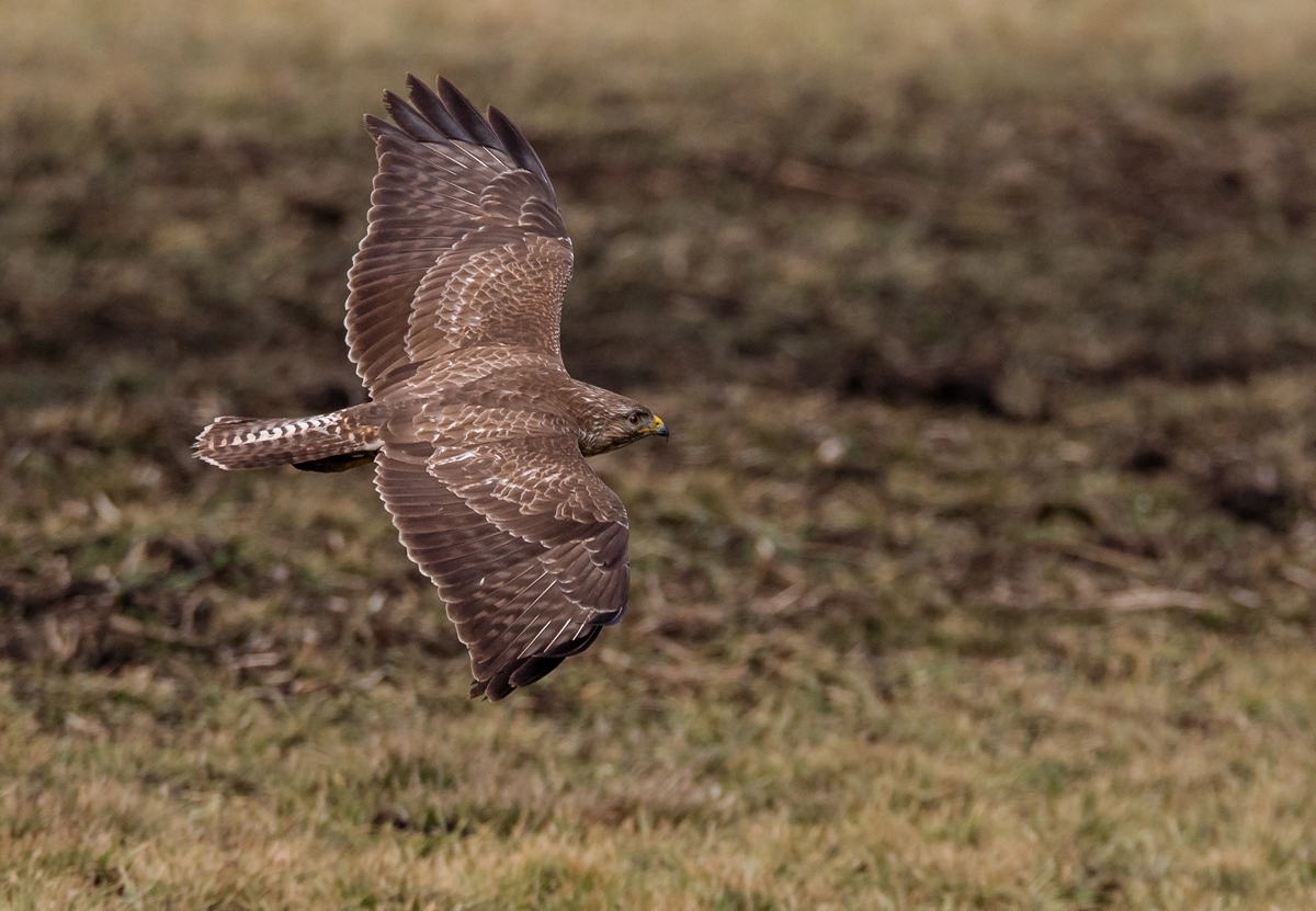 D50 1987 Bussard Bodennah IA 3 2018