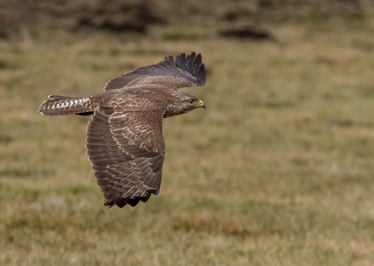 D50 1989 Bussard Bodennah IIA 3 2018