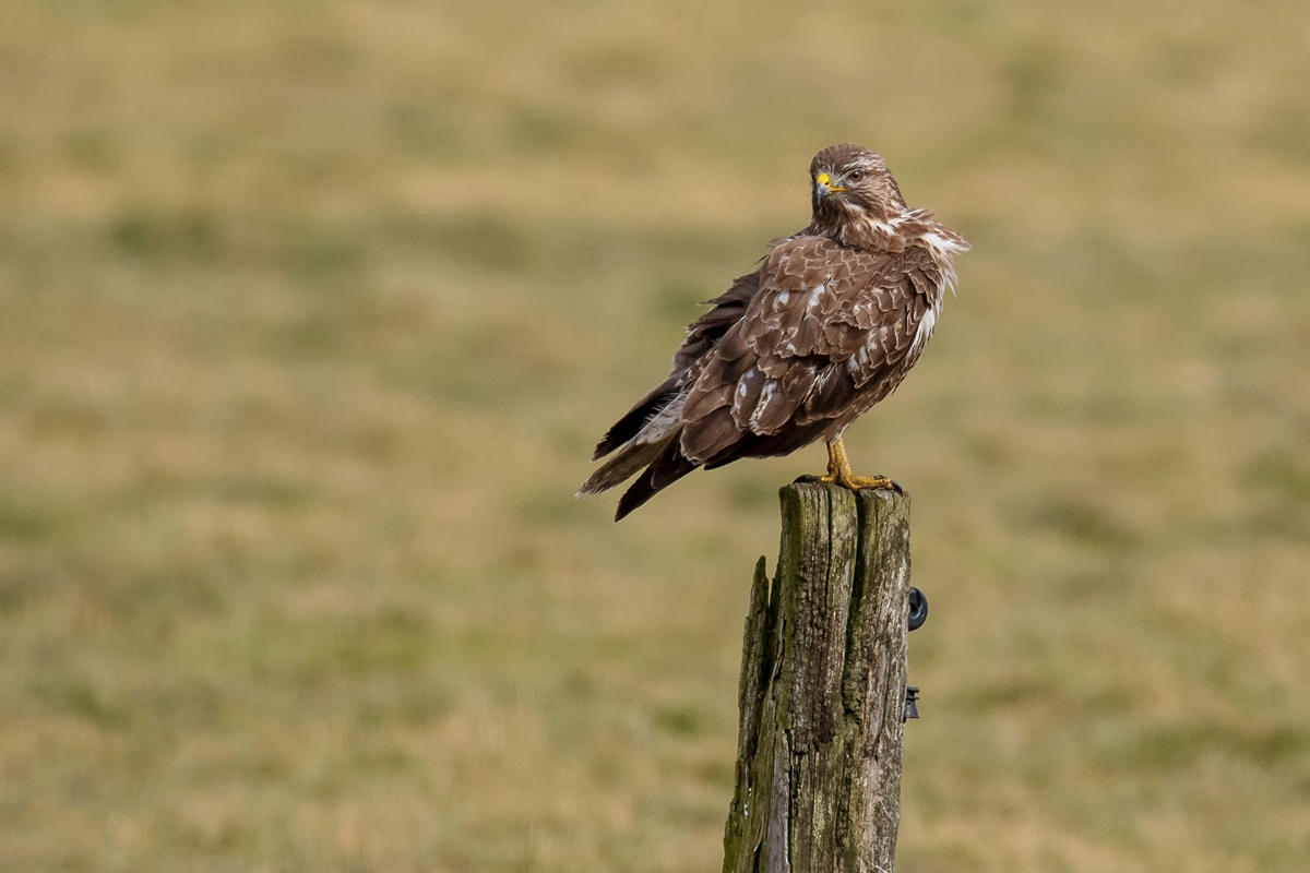 D50 1997 Bussard auf Weidepfahl IA 3 2018