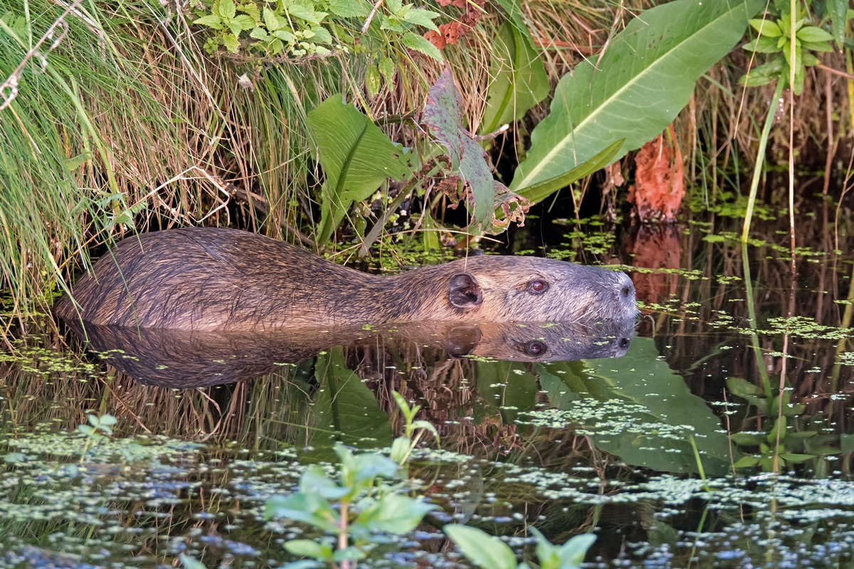 D50 2596 Nutria Bieberratte I 9 2016