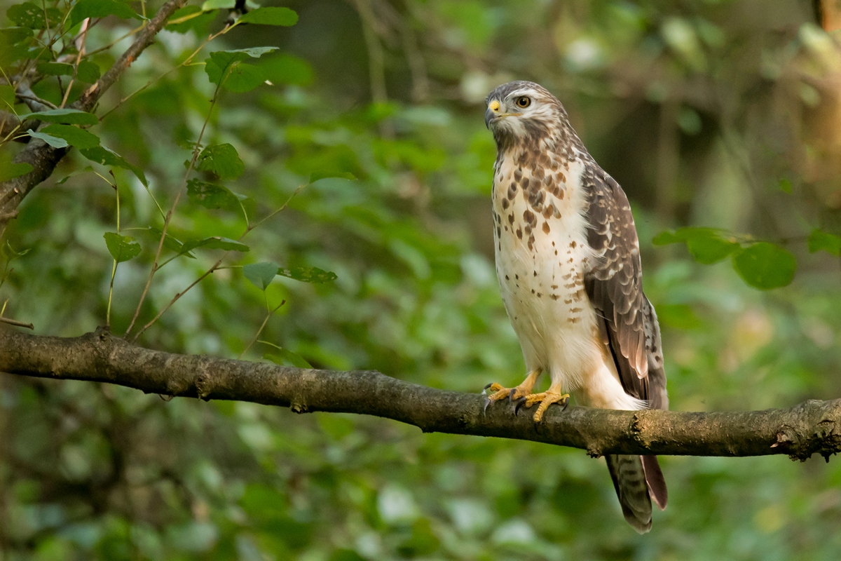 D50 2607 Bussard im  schattigen Wald IA 9 2016