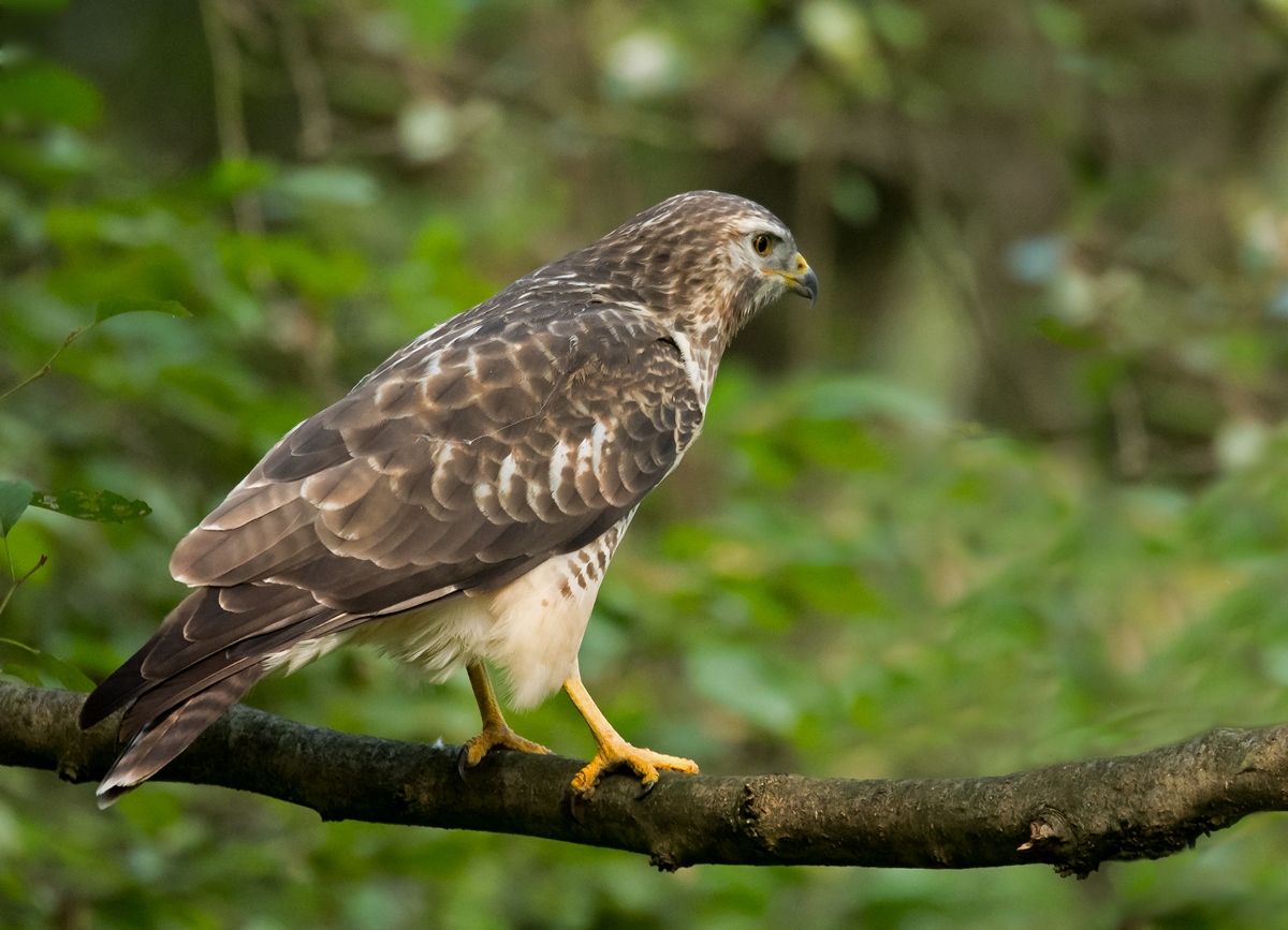 D50 2610 Zufallsbegegnung im schattigen Wald IIA 9 2016