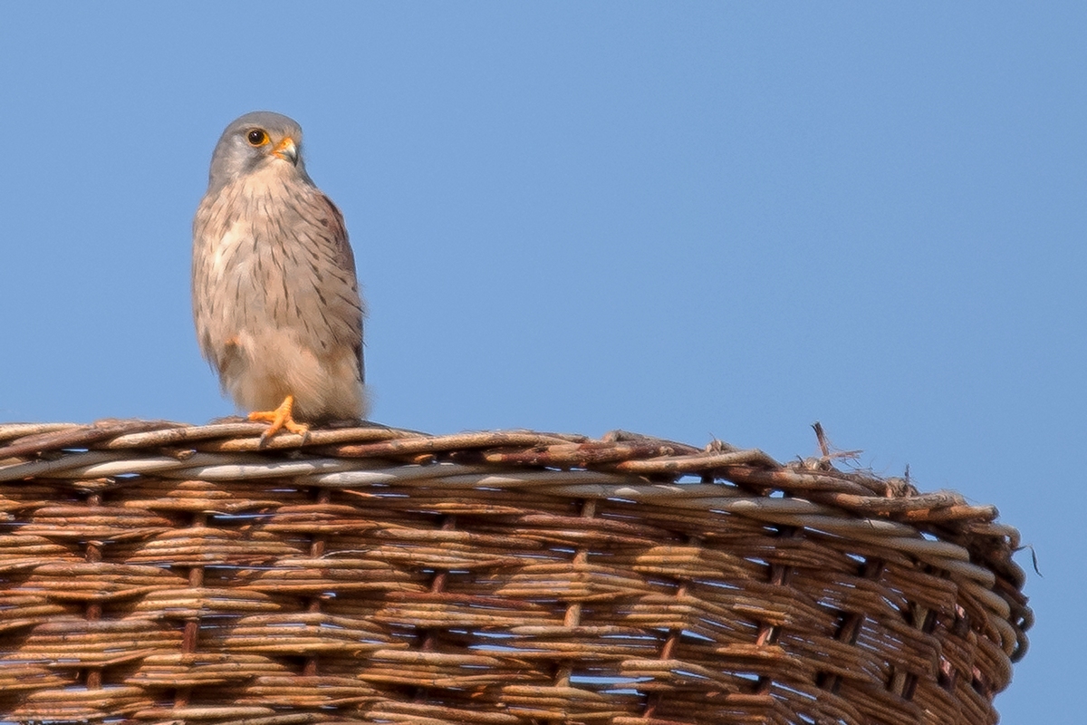 D50 2706 Falke auf Storchennest IA 10 2016