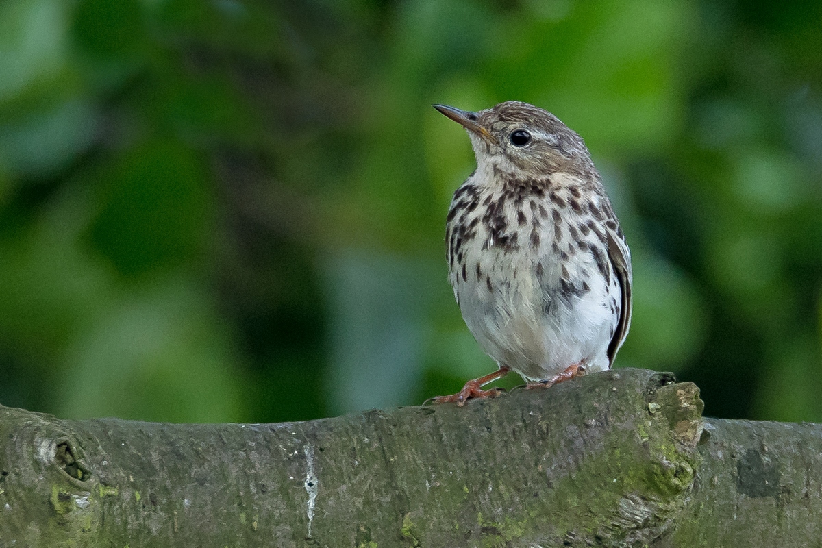 D50 2741 Junge Drosselartige IA 6 2017