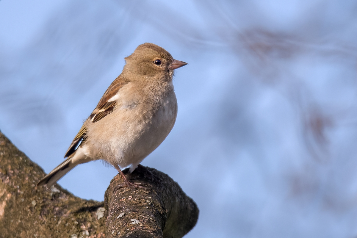 D50 2765 Buchfinkweibchen im Garten IA 4 2018