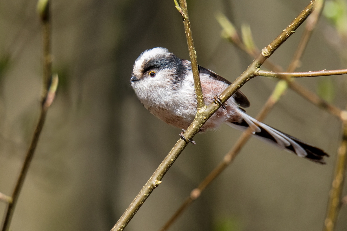D50 2899 Schwanzmeise  Stadtpark IA 4 2018