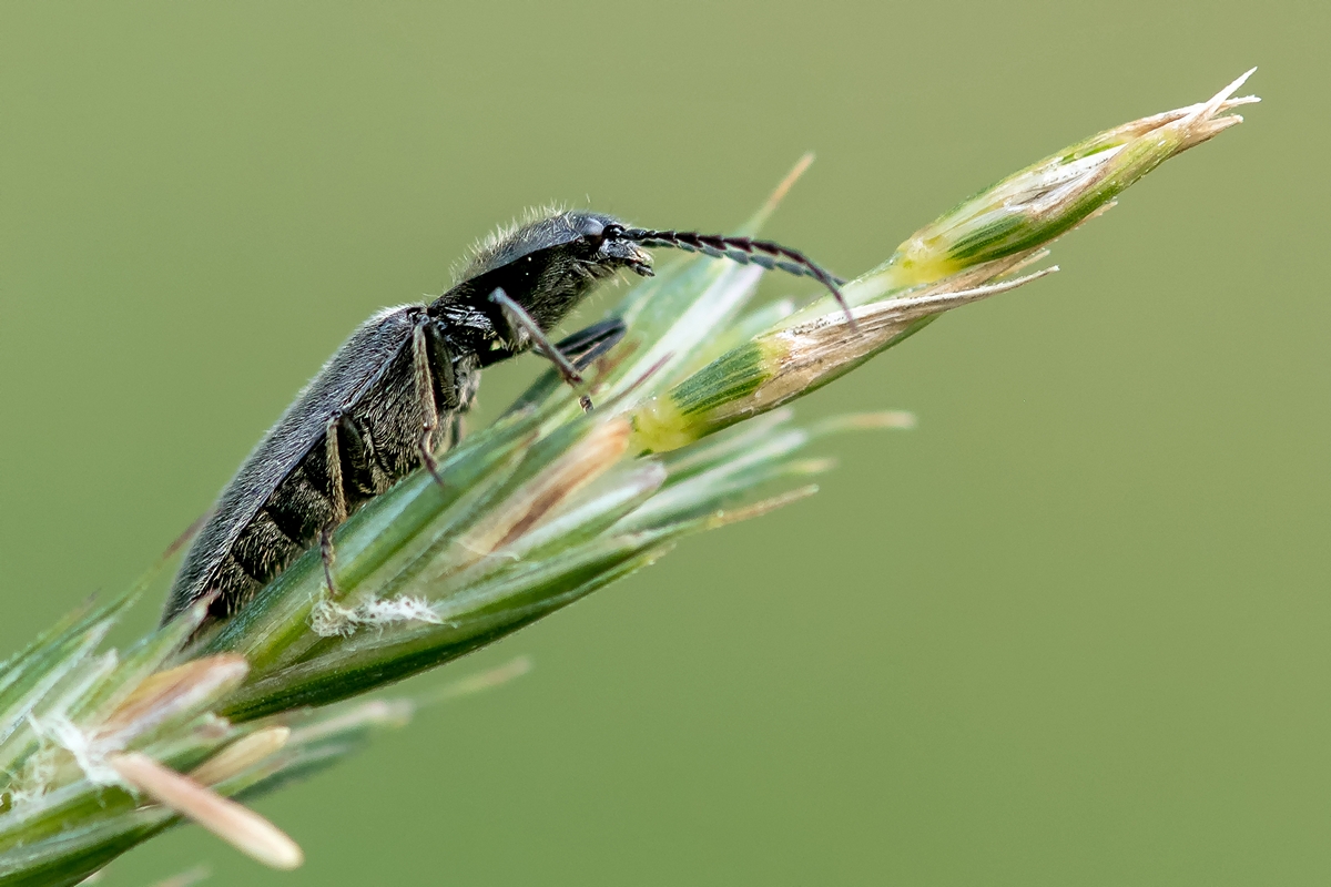 D50 2941 unbekannter Käfer IIIA 6 2017