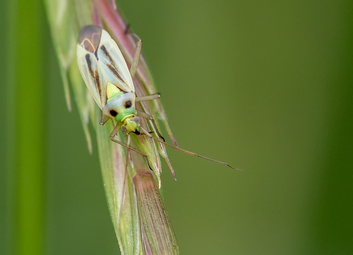 D50 2947 unbekannter Käfer IIA 6 2017