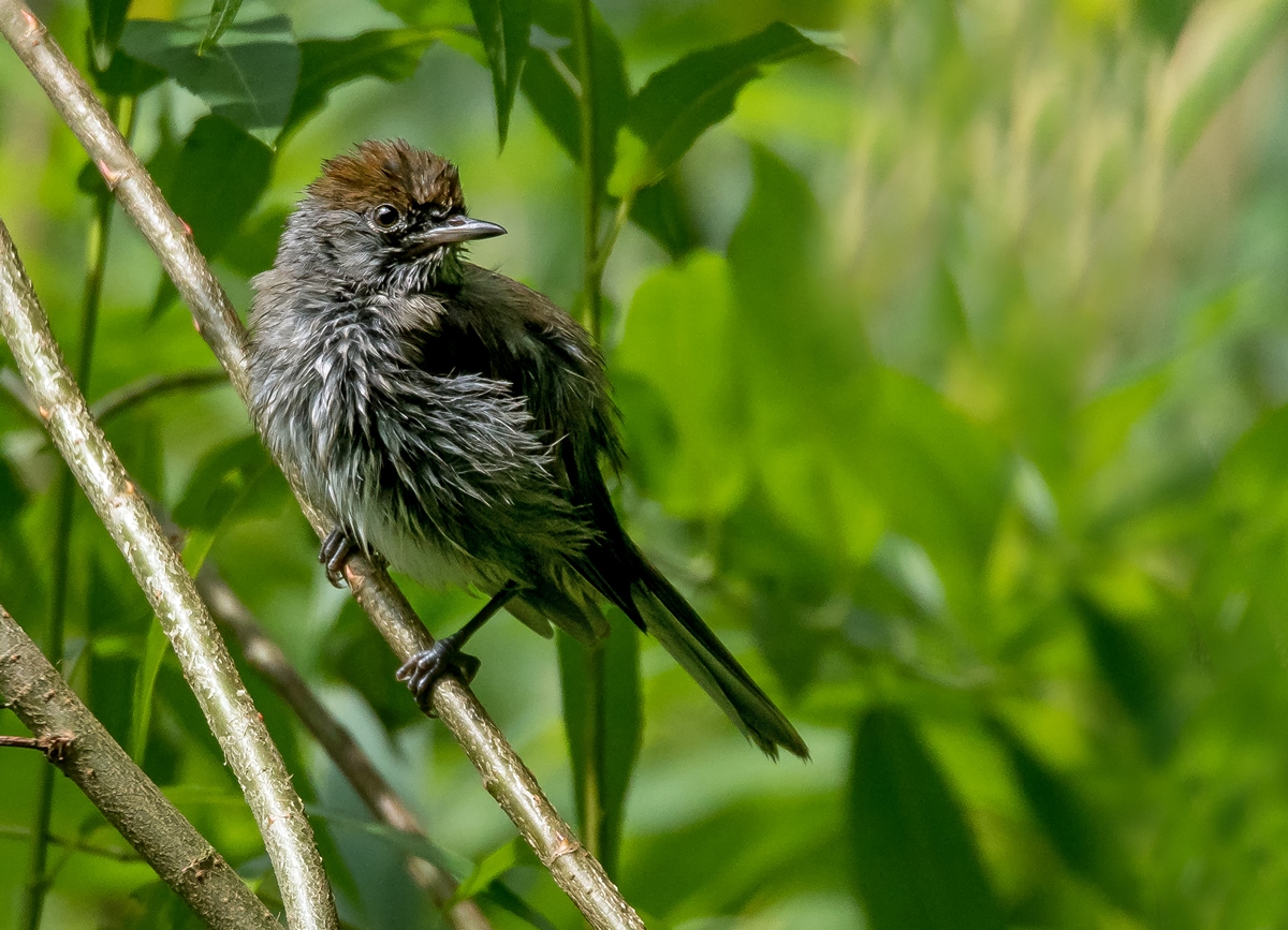 D50 3225 unbekannter Jungvogel IA 7 2017