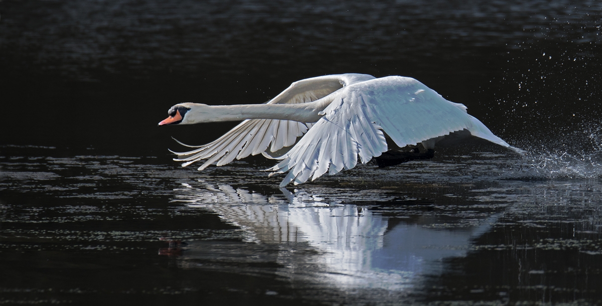 D50 3337 Schwan dicht überm Wasser IA 4 2018