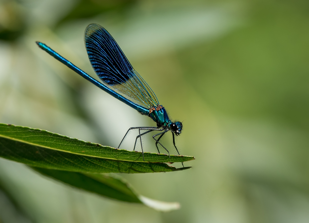 D50 3505_Gebänderte Prachtlibelle II A 7 2017