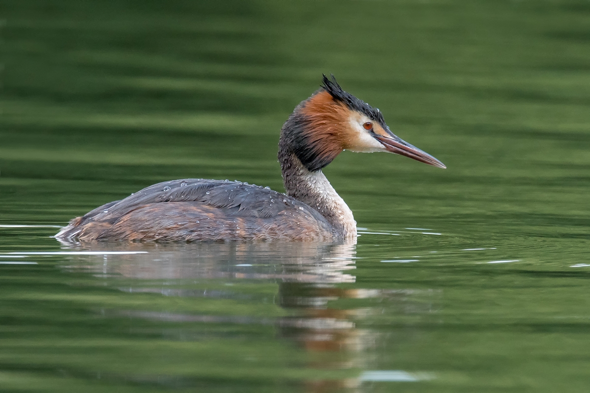 D50 3825 Haubi auf grünem Teich IA 7 2017