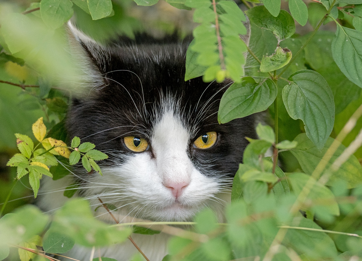 D50 3904 gut versteckt IA 10 2016