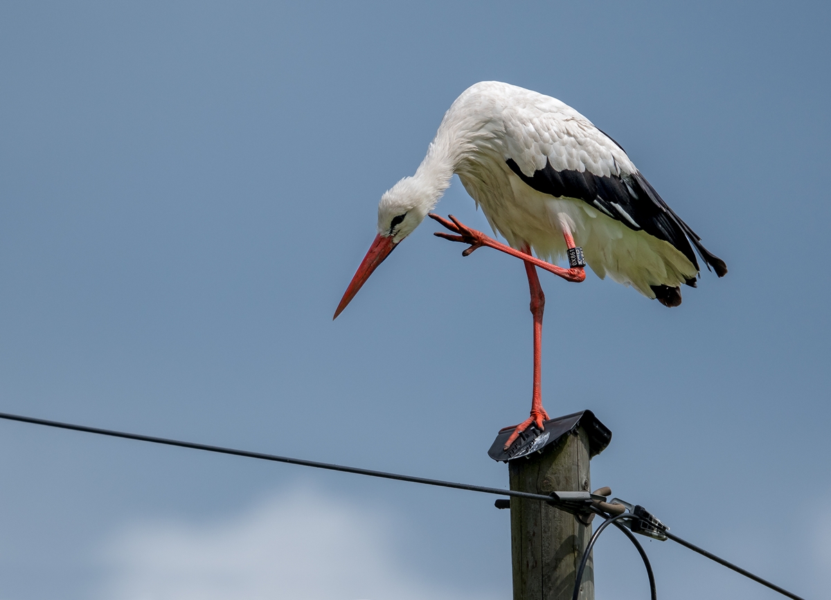 D50 3935 Vadder Storch kratzt sich IA 7 2107