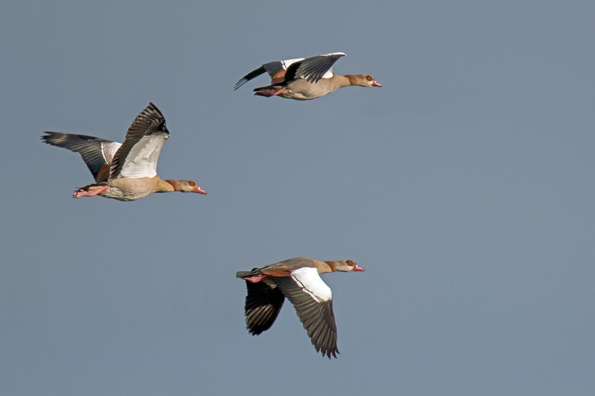 D50 4657 Nilgänseformation IA 10 2016