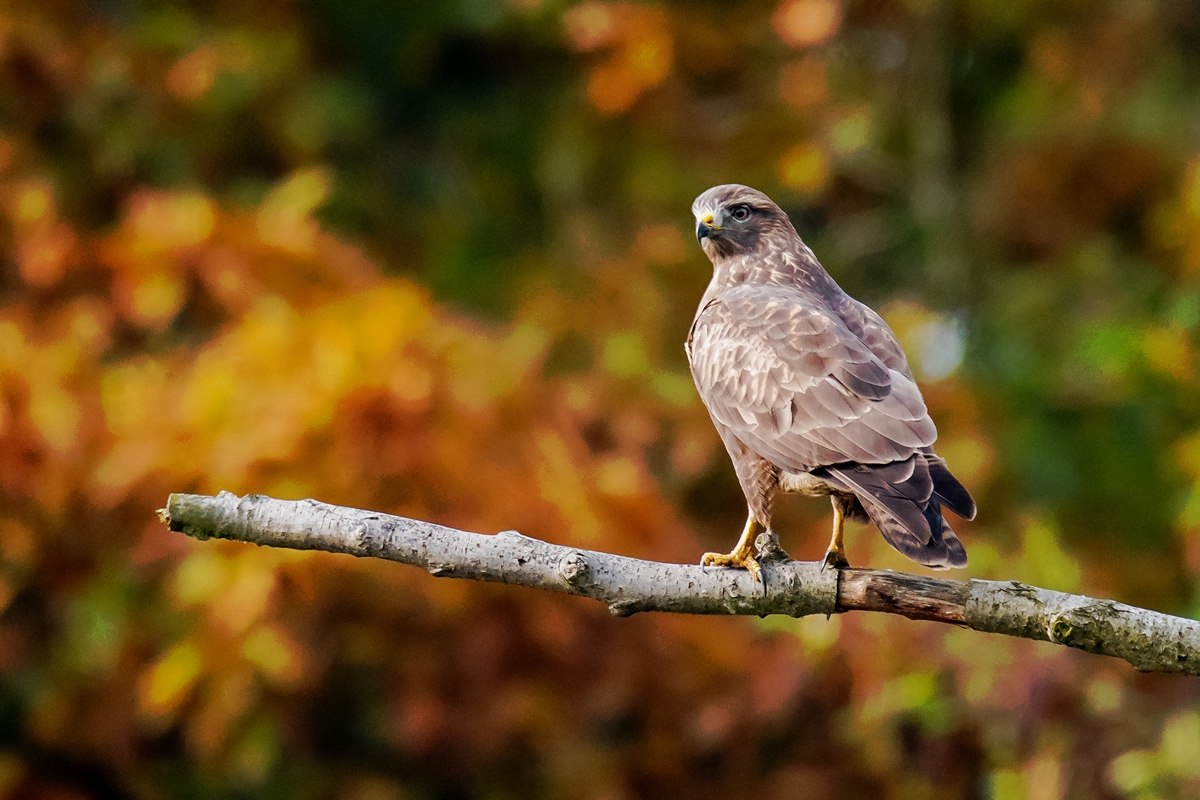 D50 4710 Bussard auf Ansitz IA 10 2016