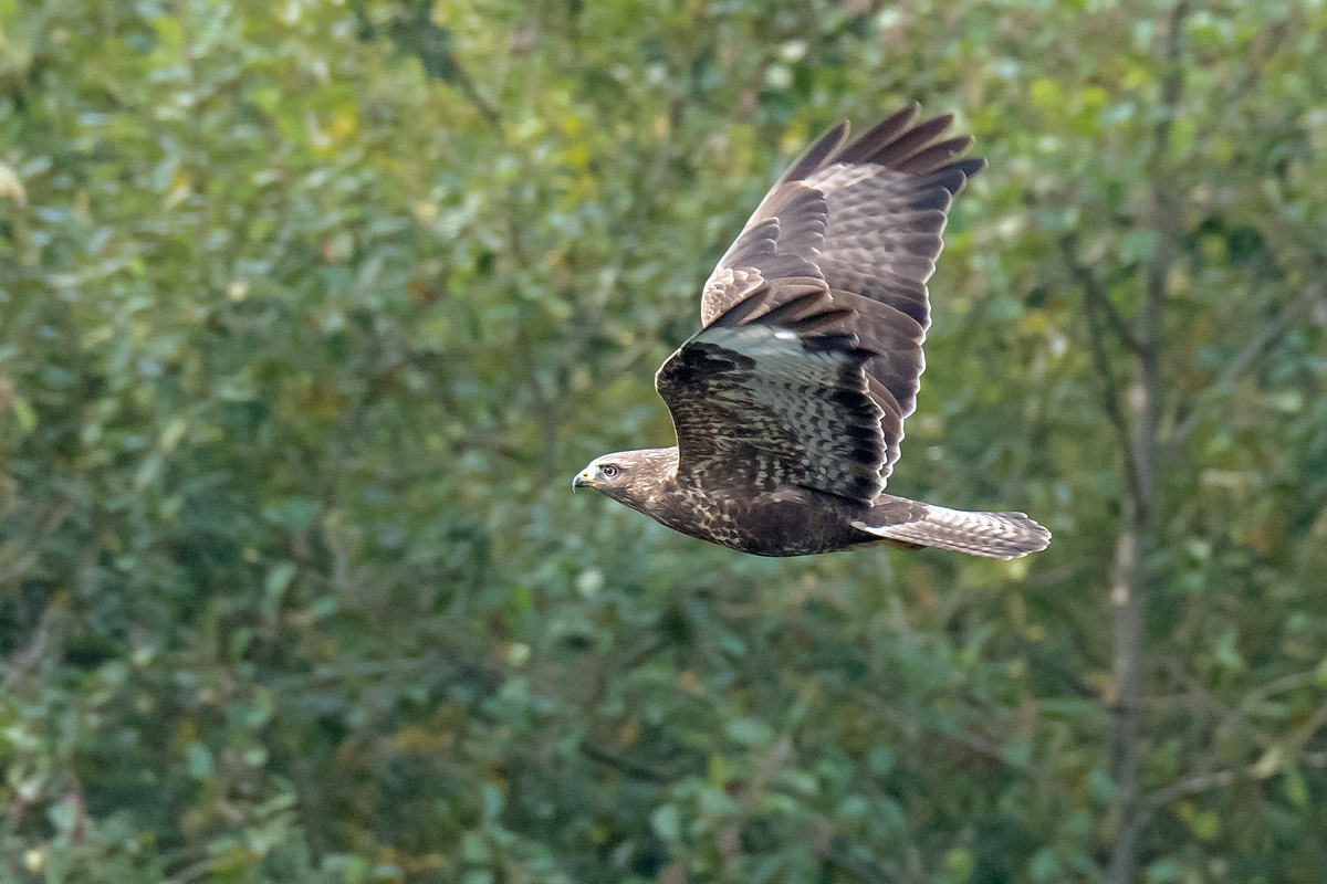 D50 4712 Bussard im Flug IA 10 2016
